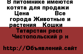 В питомнике имеются котята для продажи › Цена ­ 30 000 - Все города Животные и растения » Кошки   . Татарстан респ.,Чистопольский р-н